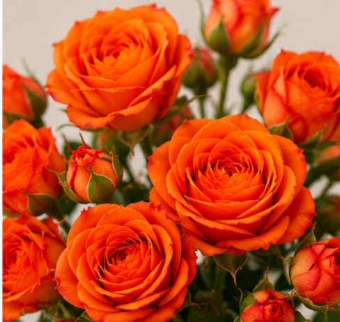 Spray rose — Orange