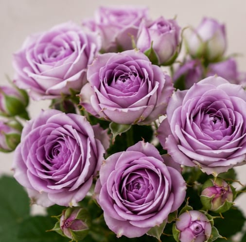 Spray rose — Lavender