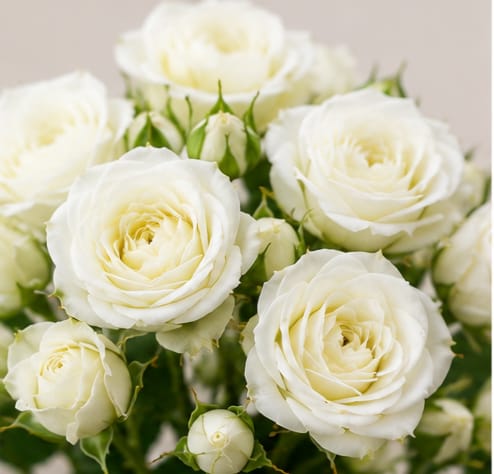 Spray rose — White