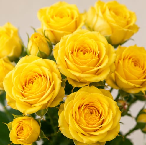 Spray rose — Yellow