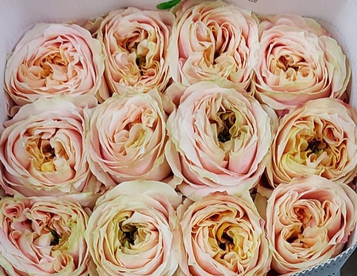 Garden rose — Blush & cream