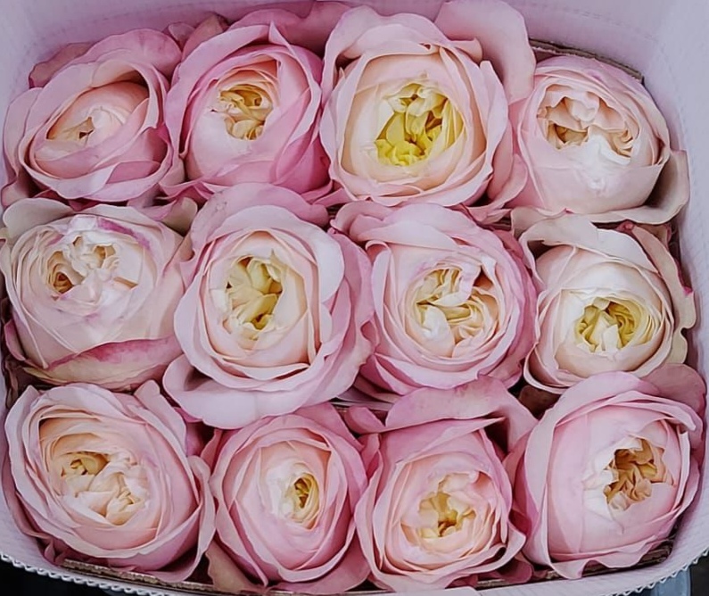Garden rose — Soft pink & lemon
