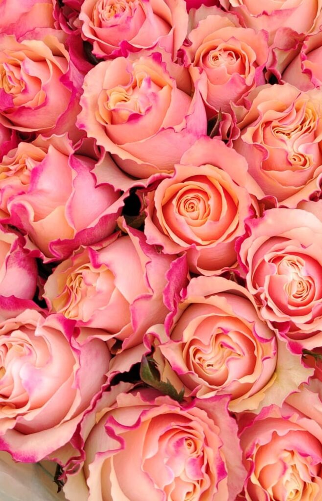 Garden rose — Pink edged magenta