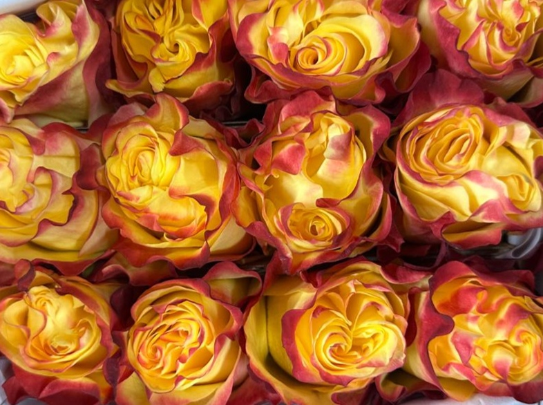 Garden rose — Yellow edged red
