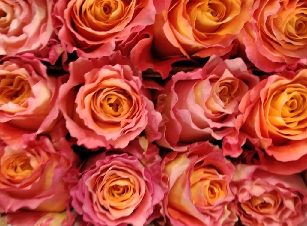 Garden rose — Coral orange