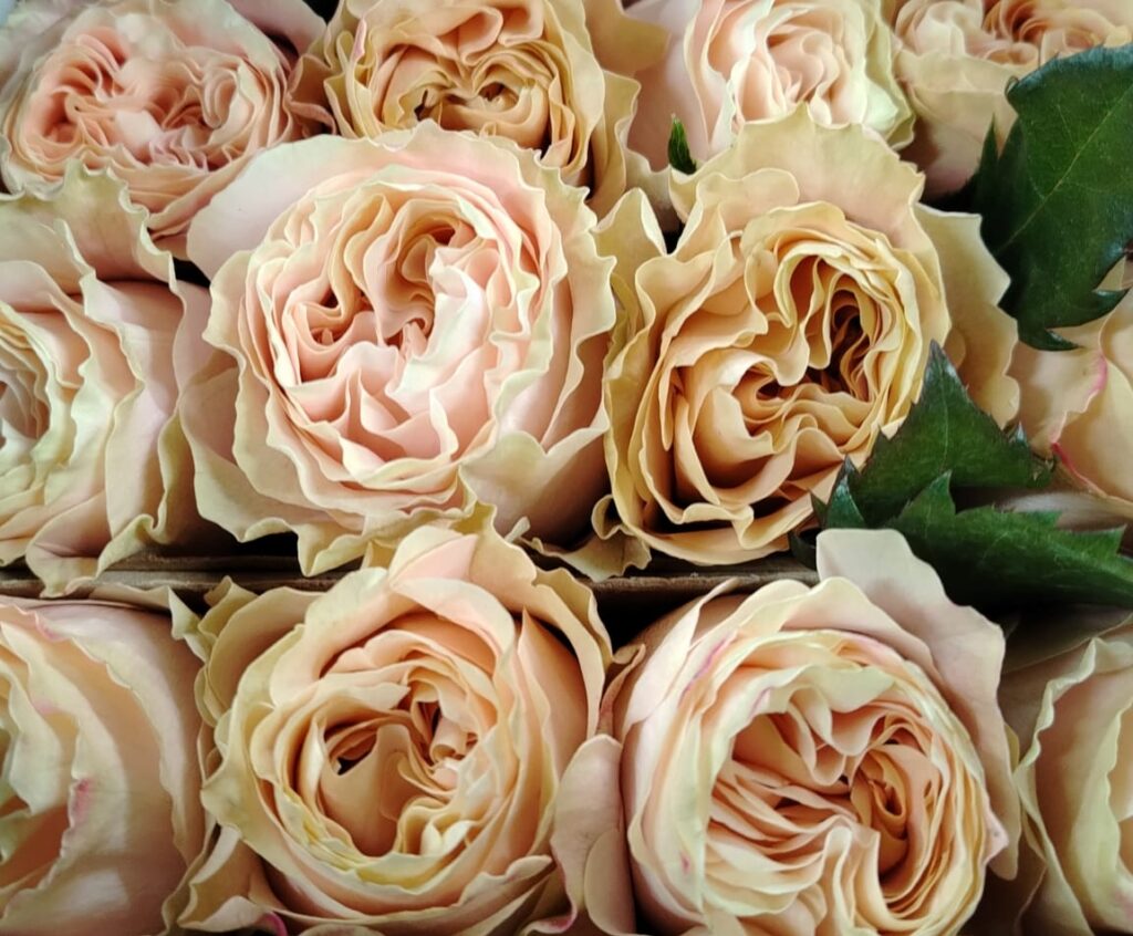 Garden rose — Champagne peach