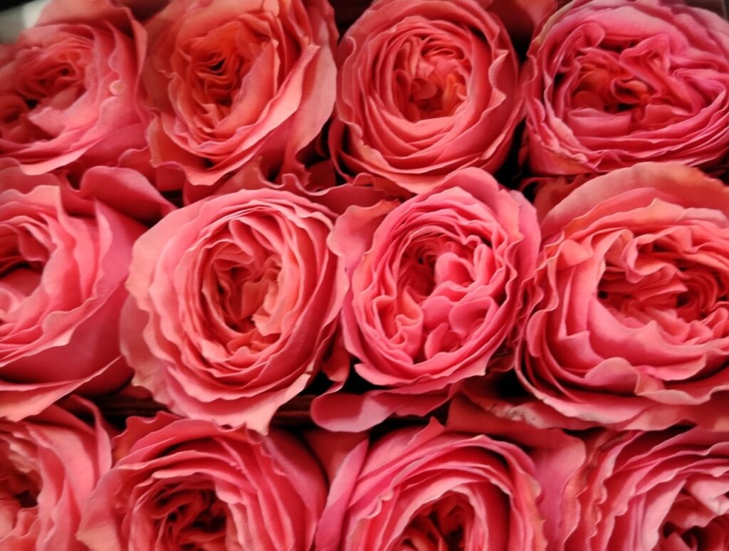 Garden rose — Coral pink