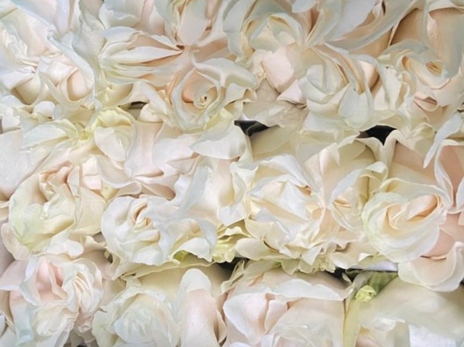 Garden rose — Ivory cream