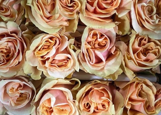 Garden rose — Peach & yellow