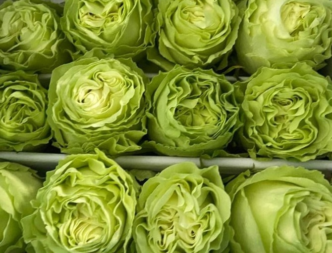 Garden rose — Chartreuse green