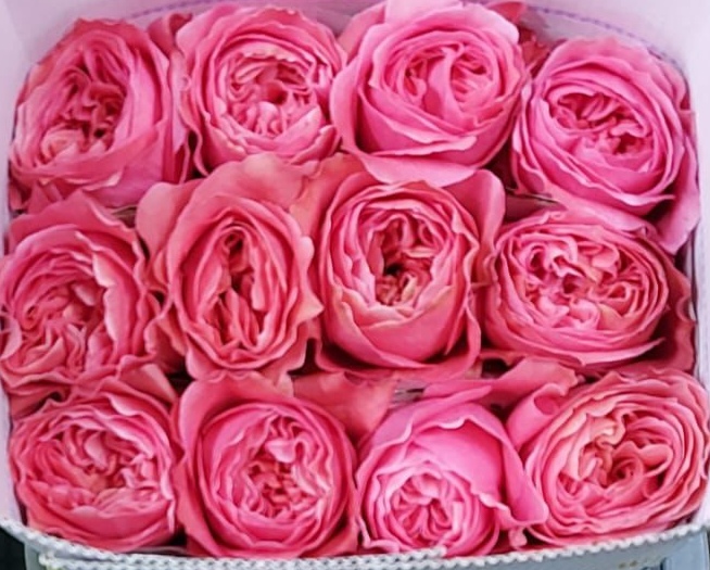 Garden rose — Bubblegum pink