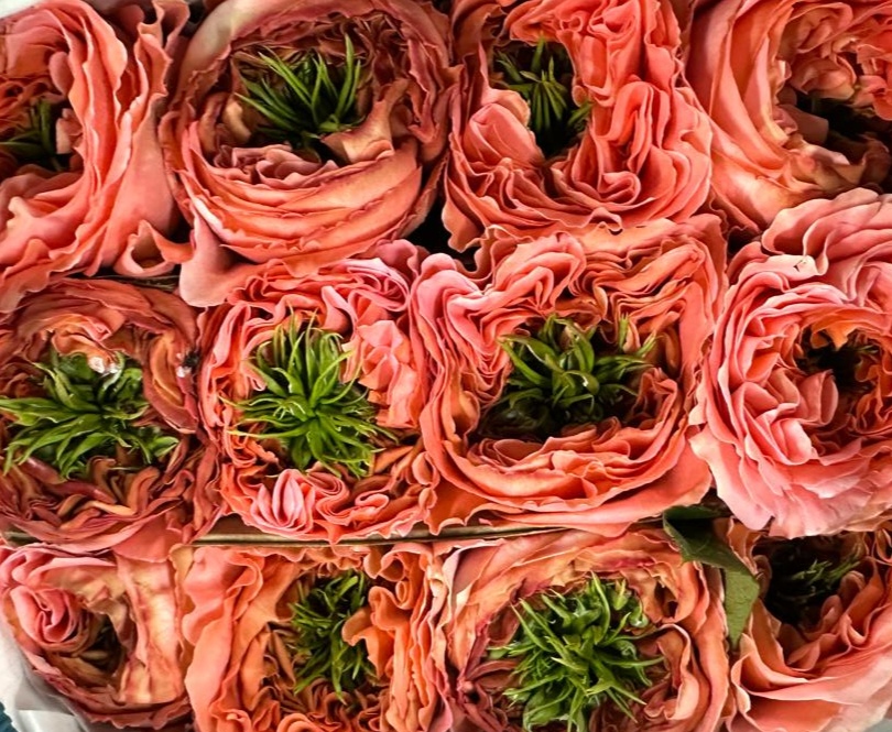 Garden rose — Terracotta coral