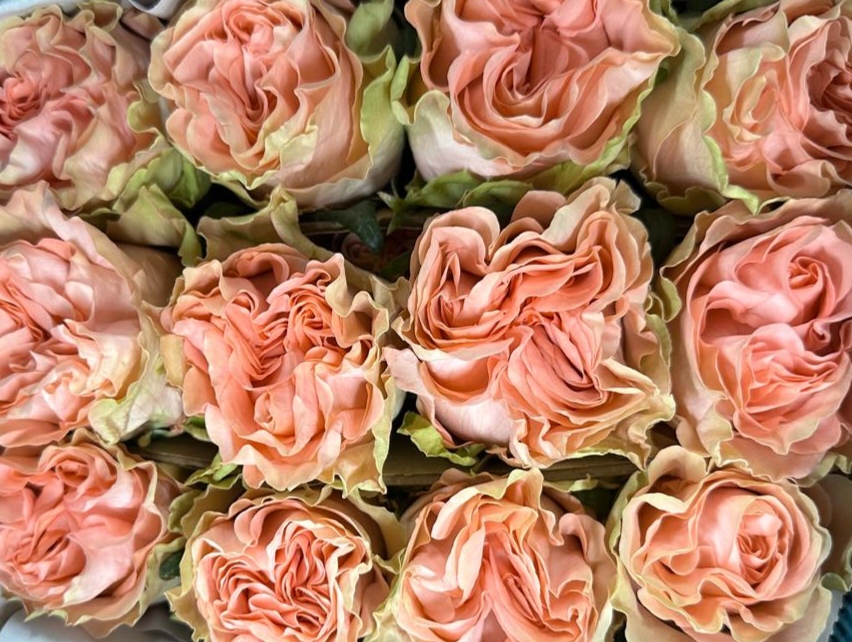 Garden rose — Peach & green