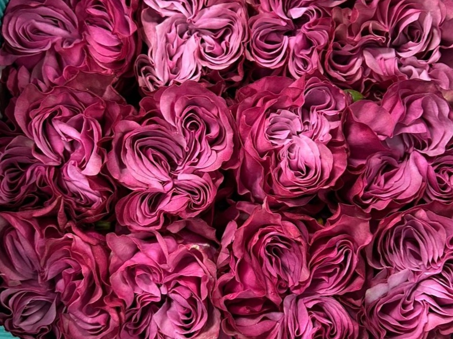 Garden rose — Mauve pink