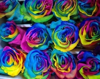 Tinted rose — Rainbow