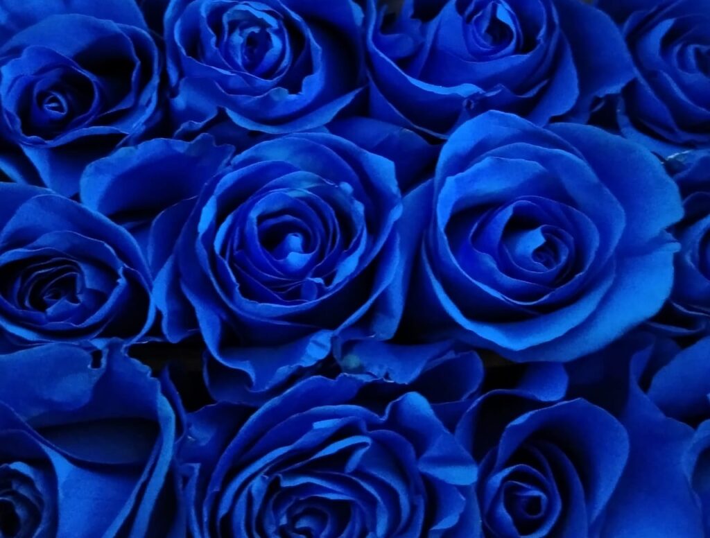 Tinted rose — Royal blue