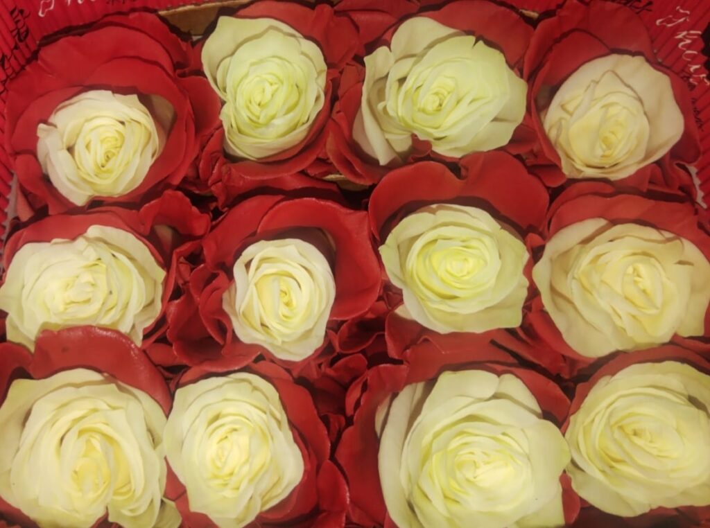 Tinted rose — Ivory white